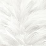 Feathers Wallpaper