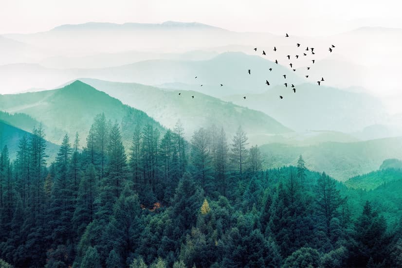 Papier peint forêt verte brumeuse avec oiseaux