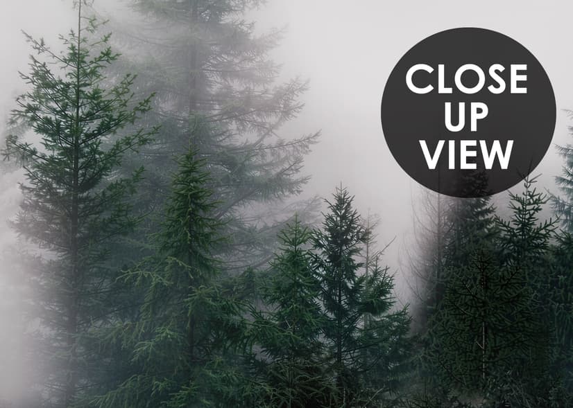 Dark Forest Misty Landscape Wallpaper Mural