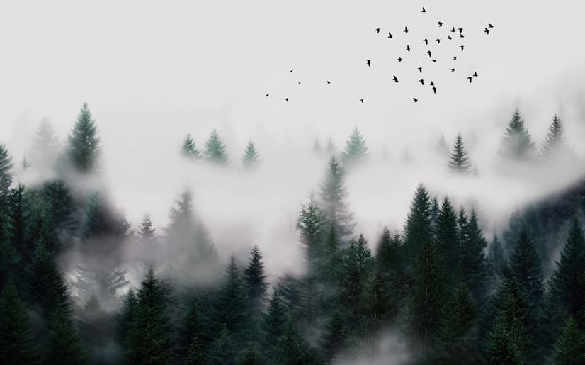 Dark Forest Misty Landscape Wallpaper Mural