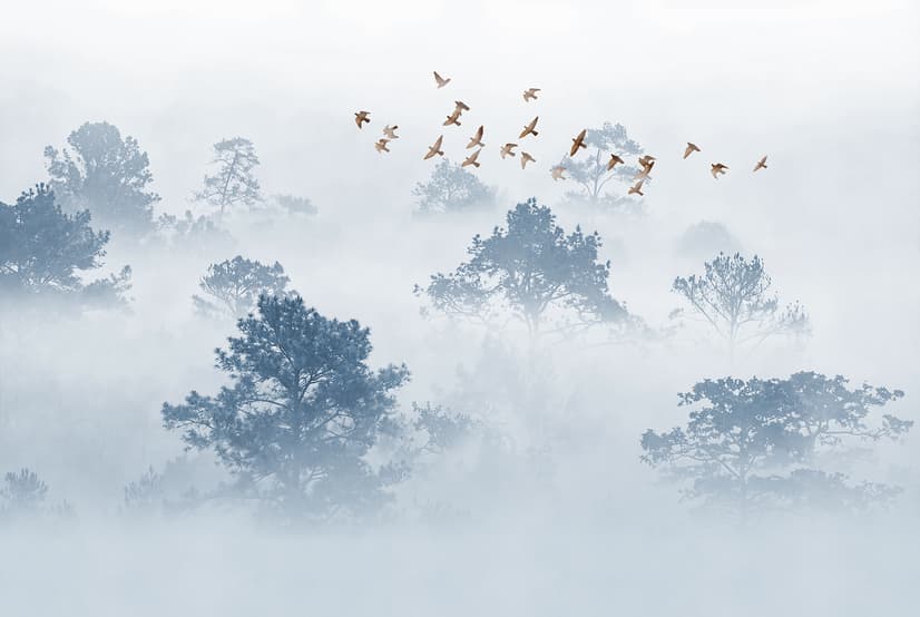 Misty Forest with Birds Wallpaper Mural