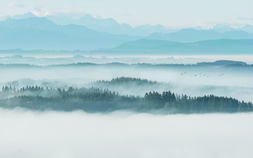 Misty Forest Landscape Wallpaper Mural
