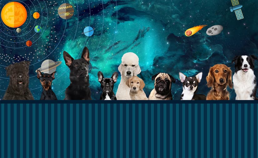 Cartoon Space with Different Dog Wallpaper Mural