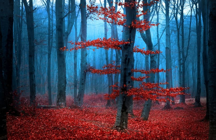 Autumn Forest with Red Leaves Landscape Wallpaper Mural