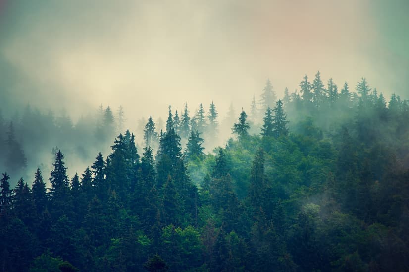 Misty Pine Forest Wallpaper Mural