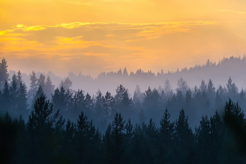 Misty Pine Forest Landscape Wallpaper Mural