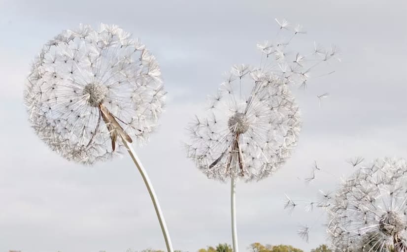 Papier peint fleurs de pissenlit