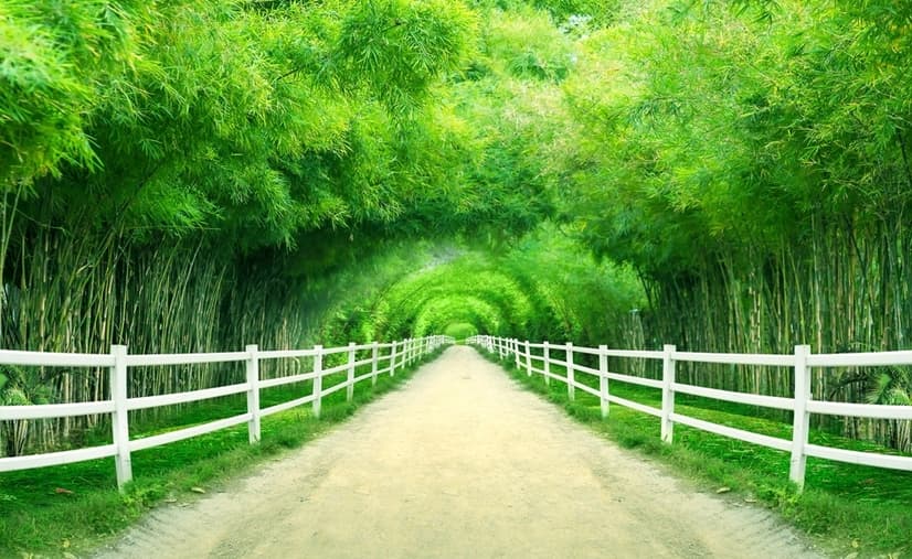 3D Look Photo Forest Landscape Wallpaper Mural
