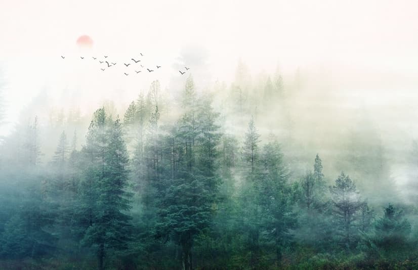Misty Forest and Sunrise Wallpaper Mural