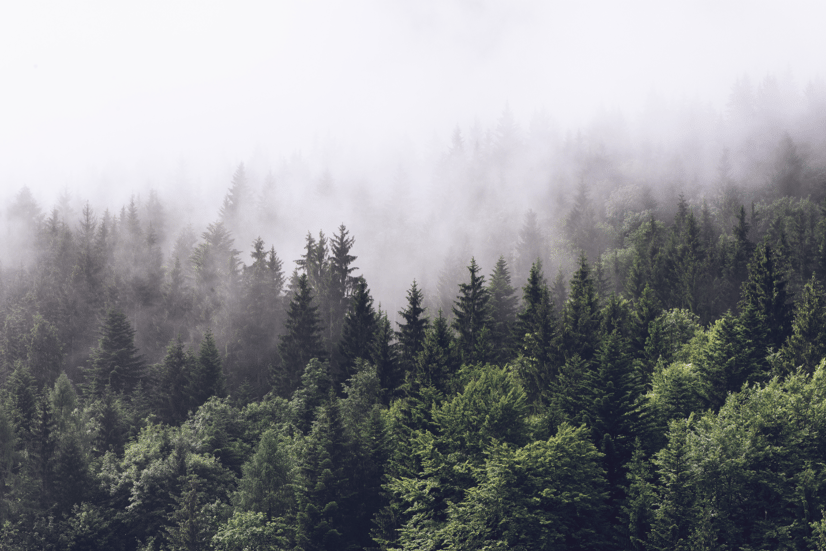 Misty Pine Forest Wallpaper Mural