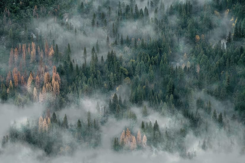 Misty Forest Wallpaper Mural