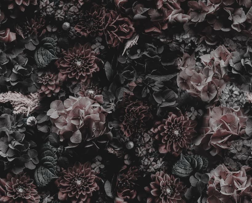 Papier peint panoramique floral hortensia foncé