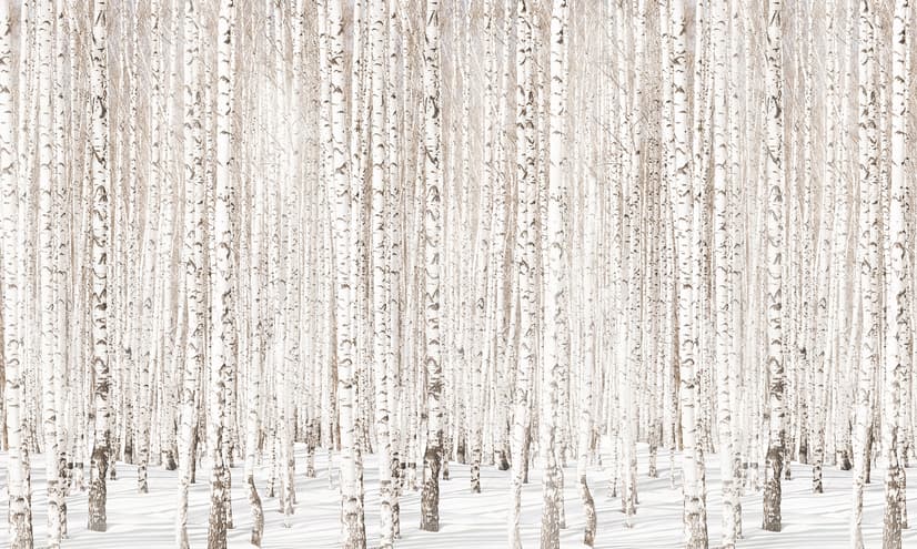 Birch Tree Forest in Winter Wallpaper Mural