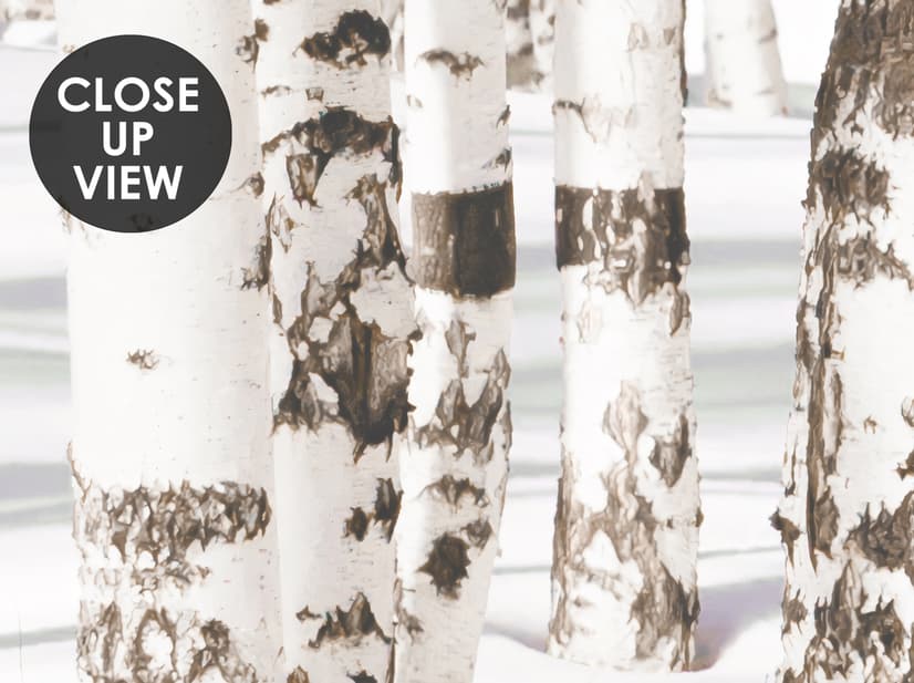 Birch Tree Forest in Winter Wallpaper Mural