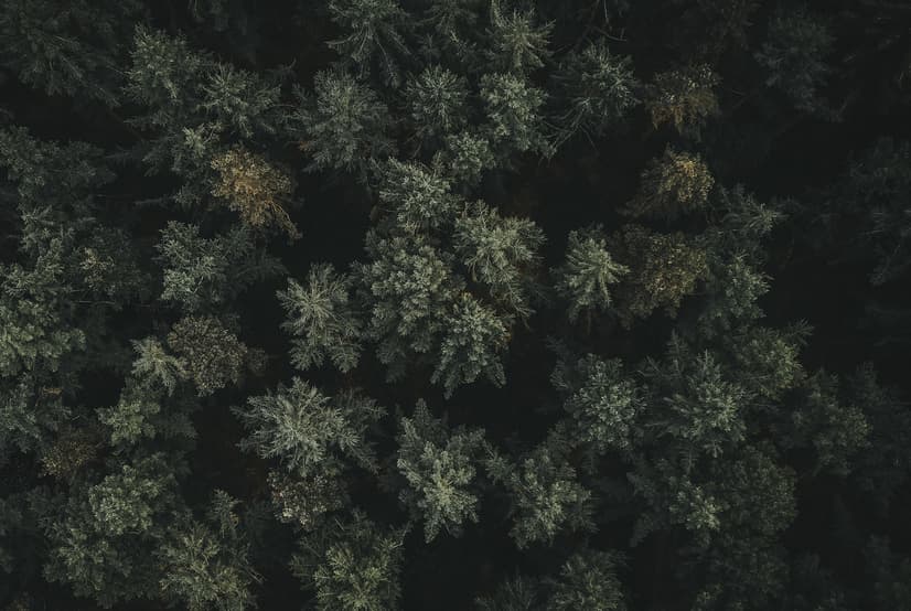 Fototapete Kiefernwald Luftaufnahme