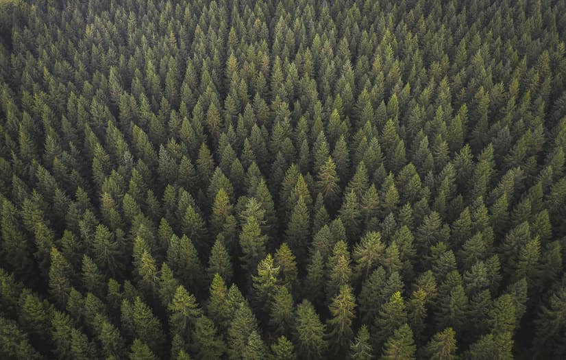 Pine Forest Landscape Wallpaper Mural