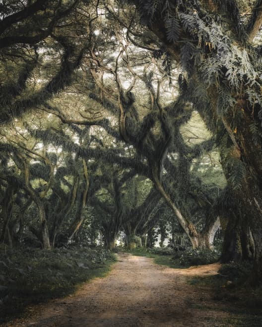 Tree Roots Wallpaper Mural