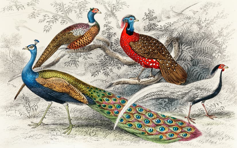 Historische Vintage-Pfau-Fototapete