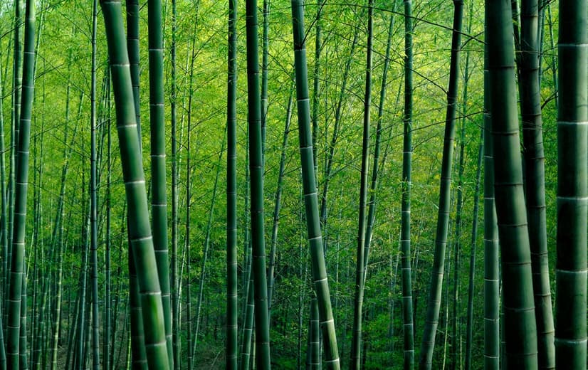 Bamboo Forest Wallpaper Mural