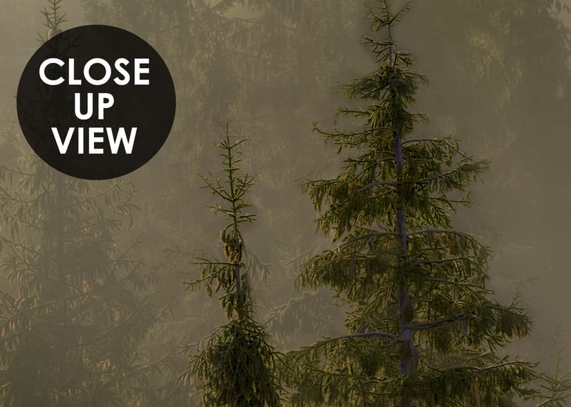 Foggy Pine Forest Landscape Wallpaper Mural
