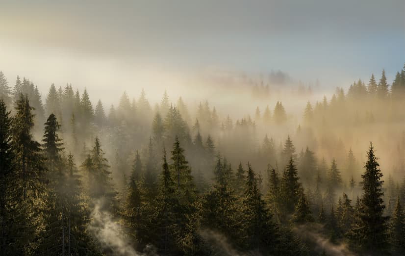 Foggy Pine Forest Landscape Wallpaper Mural
