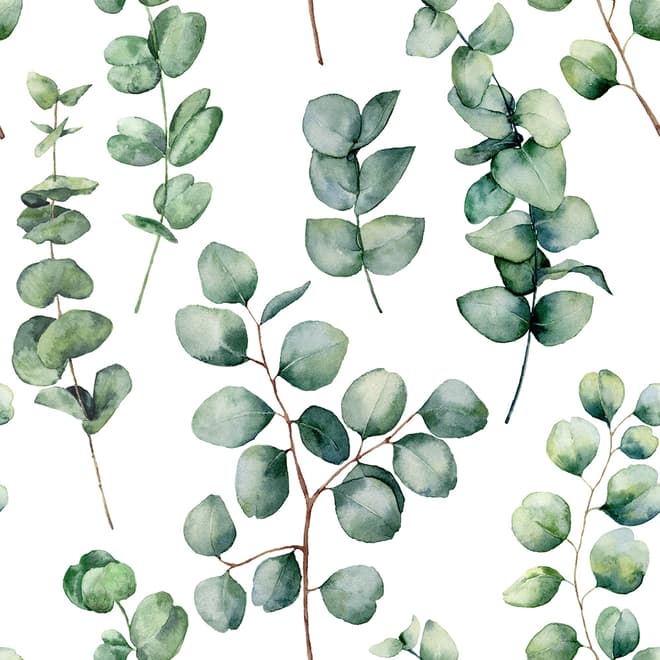 Watercolor Eucalyptus Leaf Wallpaper Mural