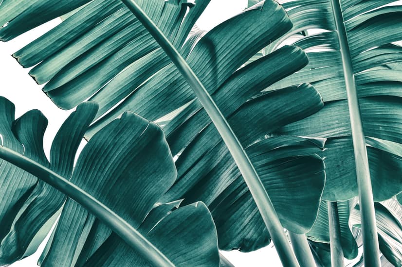 Tropical Palm Leaves Wallpaper Mural