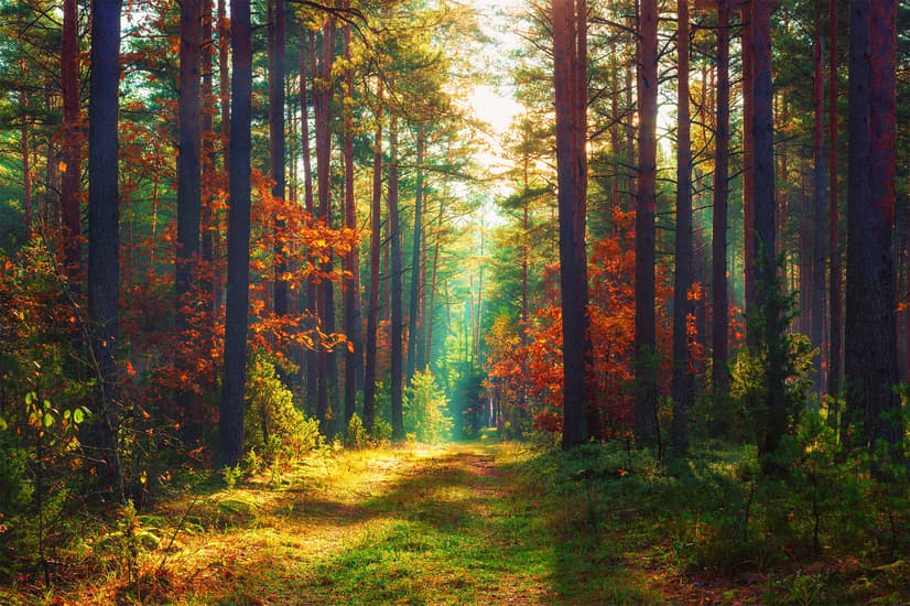 Red Forest Autumn Wallpaper Mural