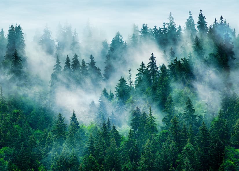 Foggy Pine Forest Wallpaper Mural