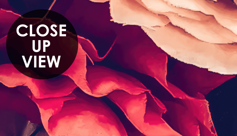 Red Dahlia Rose Floral Bouqet Wallpaper Mural