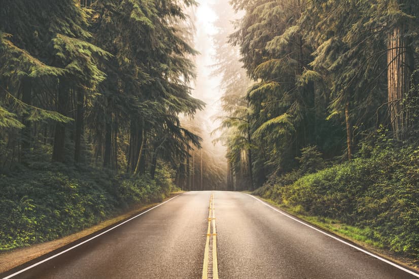 Highway on the Forest Landscape Wallpaper Mural