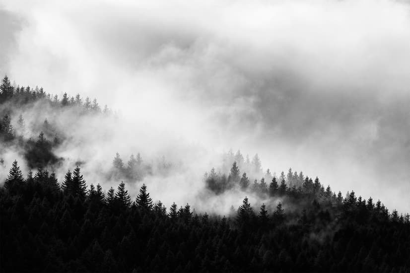 Misty Dark Forest Landscape Wallpaper Mural