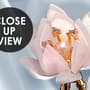 Pearl Lotus Flower and Little Butterfly Wallpaper Mural