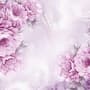 Drawn Pink Peony Floral Wallpaper Mural