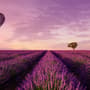 Serene Sunset Lavender and Balloon Landscape Wallpaper Mural