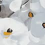 Watercolor Painting White Flowers Wallpaper Mural