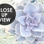 Elegant Petal Floral Wallpaper Mural