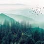 Papier peint forêt verte brumeuse avec oiseaux