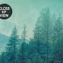 Papier peint forêt verte brumeuse avec oiseaux