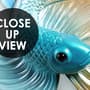 Abstrakte Guppy Fisch Fototapete