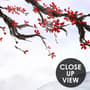 Snowy Mountainscape with Cherry Blossom Wallpaper Mural