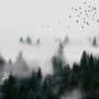 Dark Forest Misty Landscape Wallpaper Mural