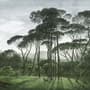 Tropical Forest and Horned Deer Wallpaper Mural