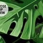 Green Tropical Leaves Wallpaper Mural