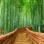 Bamboo Forest Oasis Wallpaper Mural