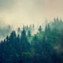 Misty Pine Forest Wallpaper Mural