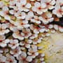 Oil Painting Cherry Blossom Wallpaper Mural