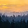 Misty Pine Forest Landscape Wallpaper Mural
