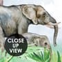 Kids Tropical Forest with Cute Safari Animals Wallpaper Mural