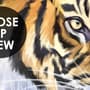 Kids Safari Watercolor Tropical  Forest Jungle Animals Wallpaper Mural